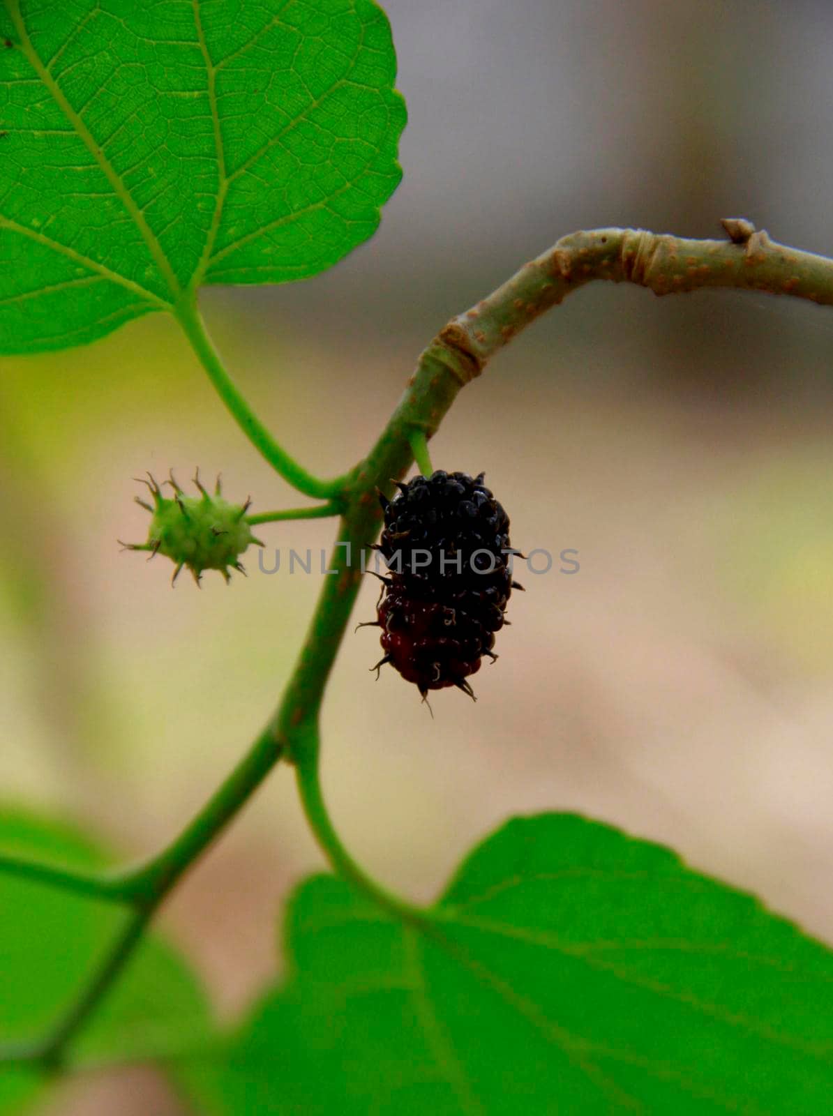 salvador, bahia / brazil - july 26, 2014: blackberry fruit is seen on a plant in the city of Salvador.


