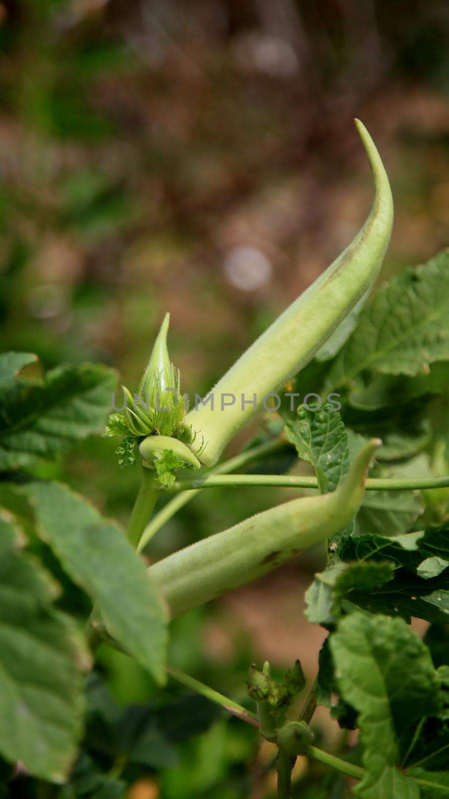 okra plantation in bahia by joasouza