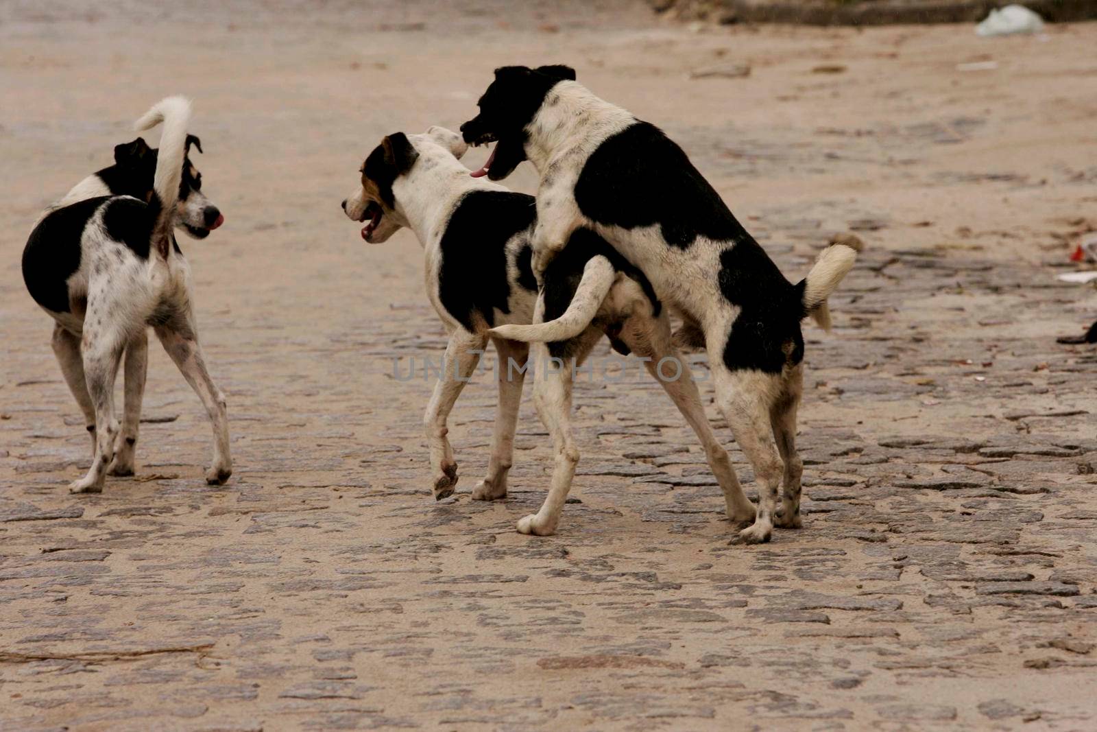 eunapolis, bahia brazil - august 29, 2009: dog in reproductive period attracts two dogs on the street in the city of Eunapolis.