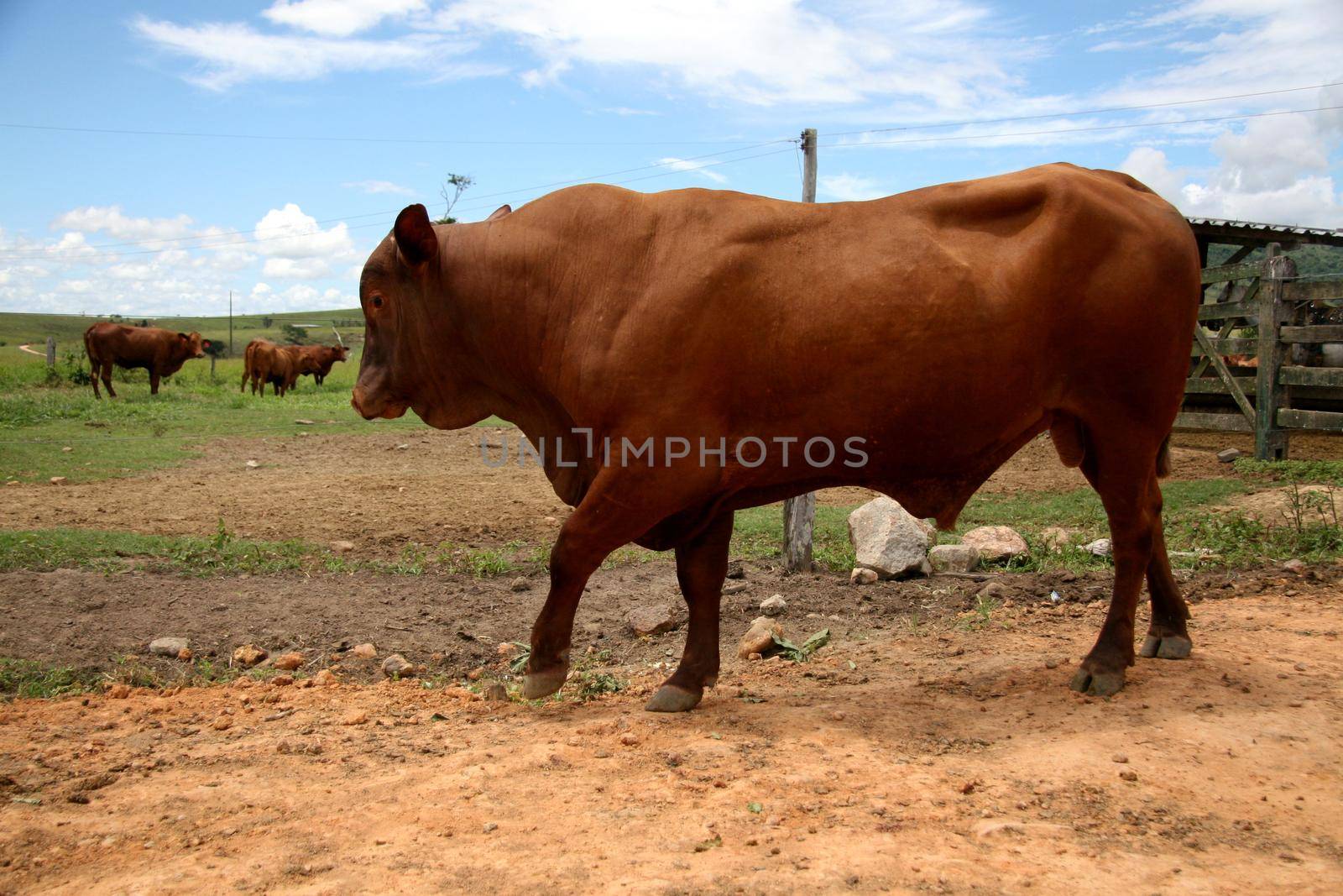 eunapolis, bahia / brazil - march 28, 2008: cattle are seen on a farm in the city of Eunapolis.