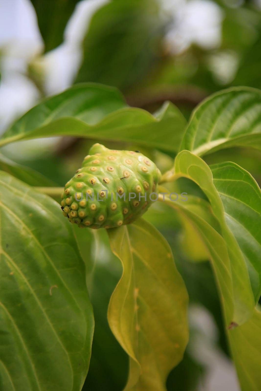 noni fruit in orchard by joasouza