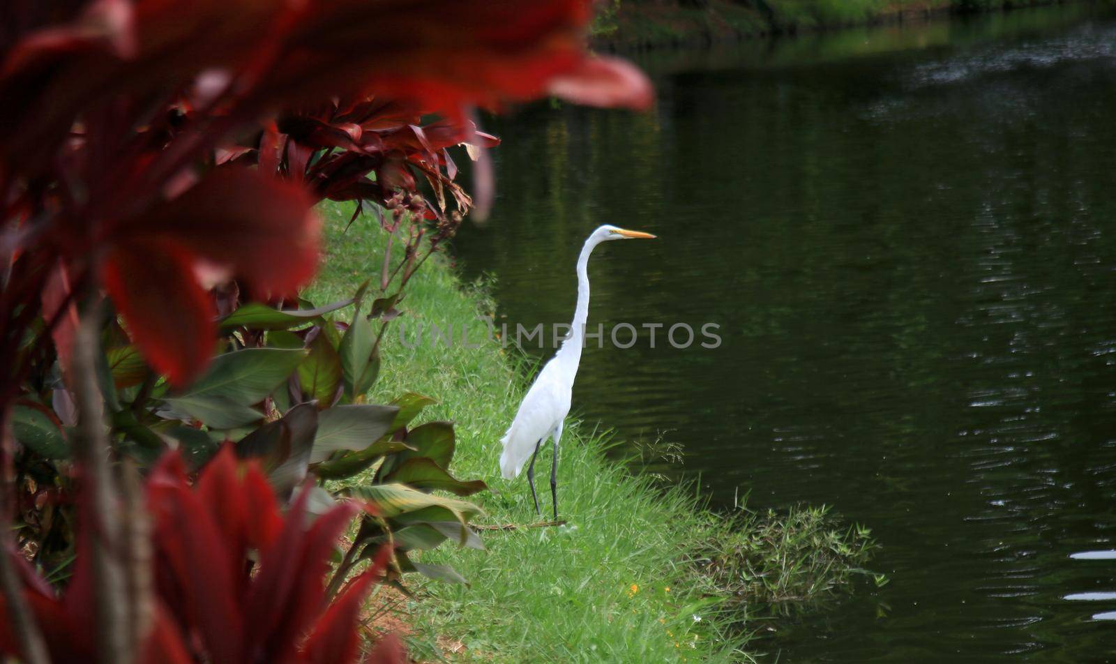 white heron bird ardea alba by joasouza