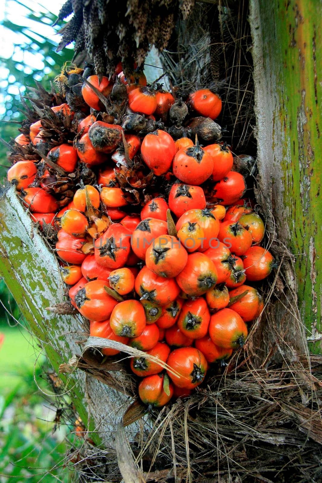 nazare, bahia / brazil - march 18, 2011: oil palm plantation for oil extraction in the city of Nazare.

