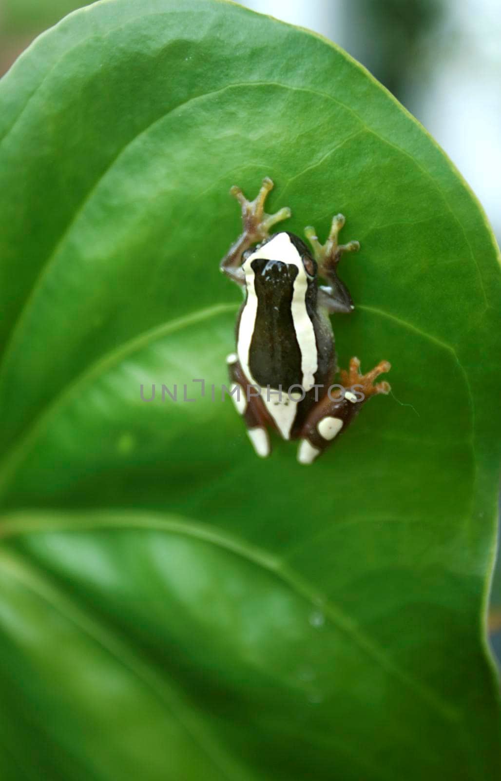 salvador, bahia / brazil - june 30, 2009: frog is spotted in a garden in the city of Salvador.