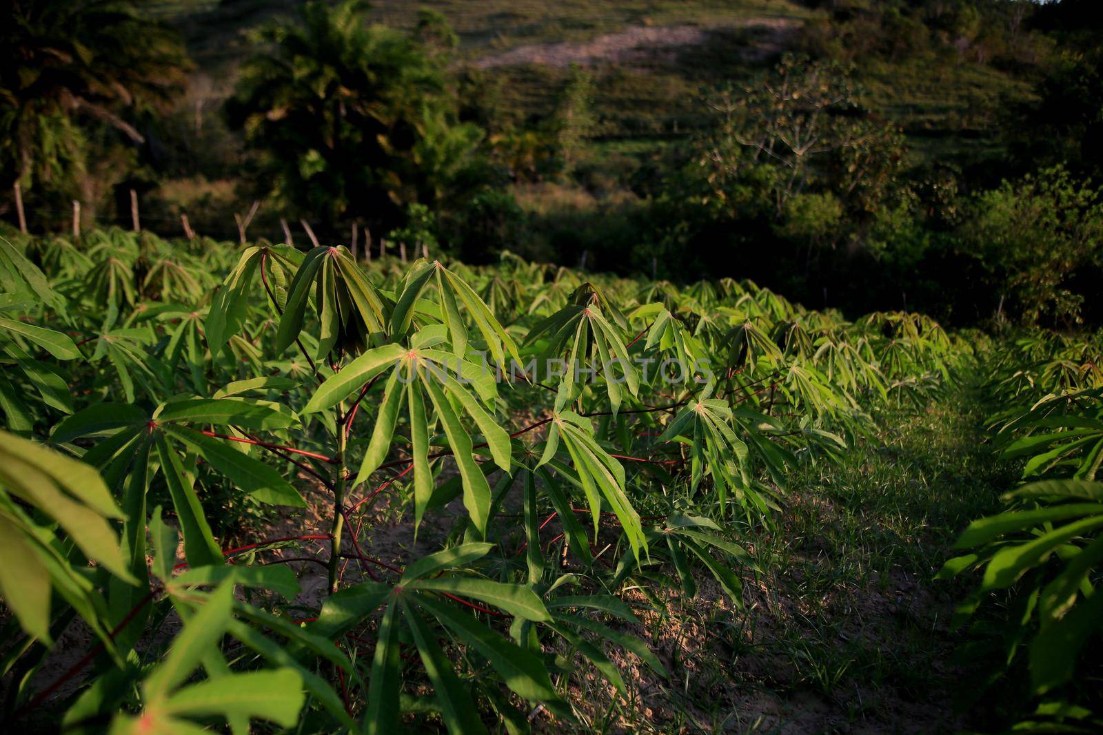 mata desao joao, bahia / brazil - september 29, 2020: cassava plantation on a farm in the rural area of the city of Mata de Sao Joao.