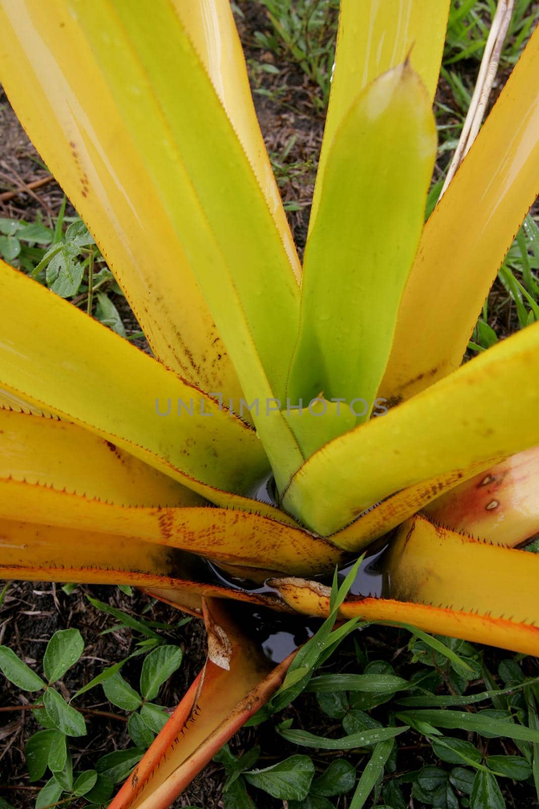 eunapolis, bahia / brazil - january 31, 2011: breeding ground for mosquitoes aedes egiptys in accumulation of shower water in garden bromeliad leaves in the city of Eunspolis.