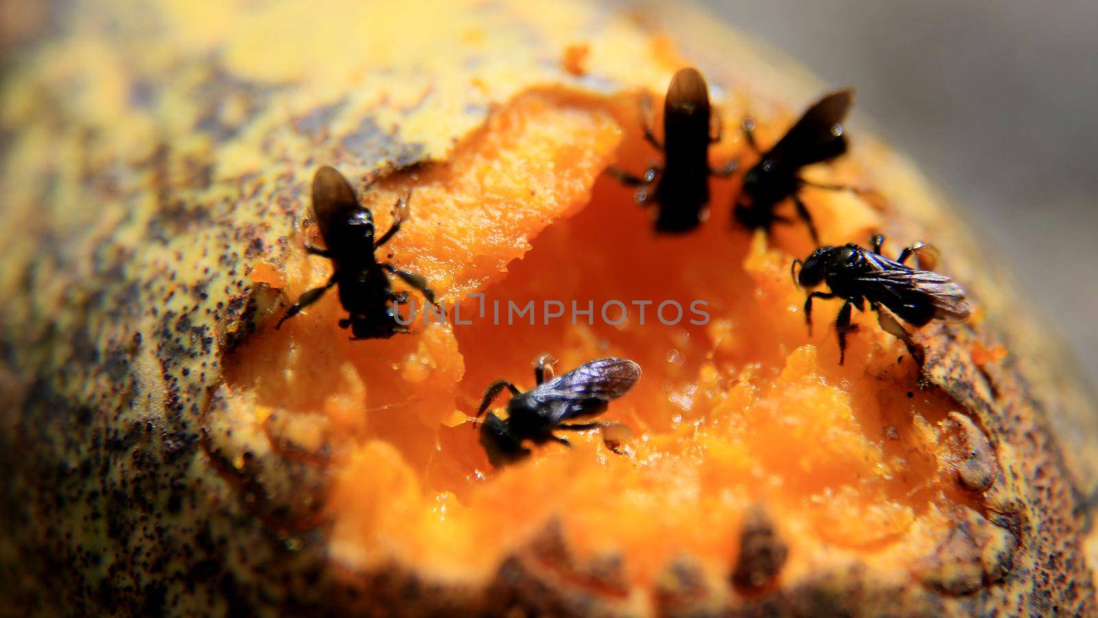 salvador, bahia / brazil - june 27, 2016: insects are seen eating mango in the city of Salvador.