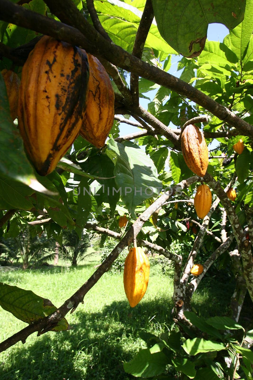 cocoa harvest in southern bahia by joasouza
