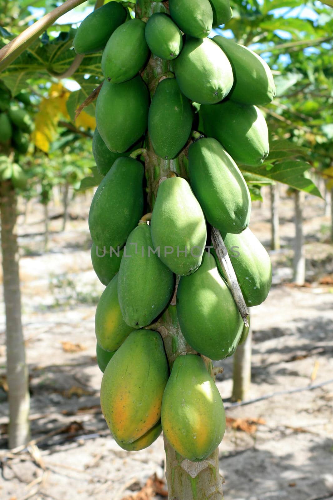 eunapolis, bahia / brazil - agosto 30, 2008: papaya plantation in the city of Eunapolis, in southern Bahia.