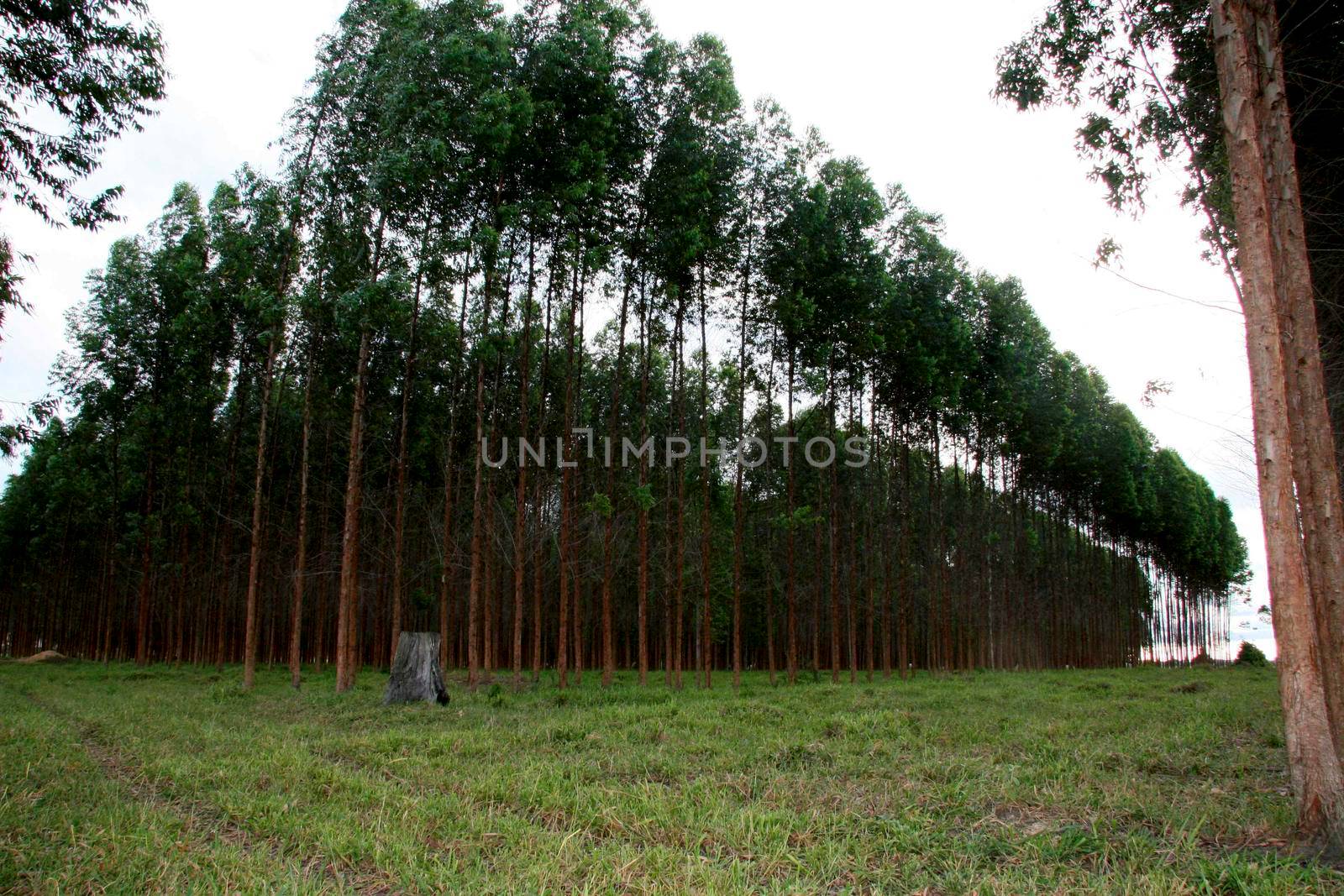 eunapolis, bahia / brazil - january 28, 2008: eucalyptus plantation on farm pasture in the city of Eunapolis,  in southern Bahia.