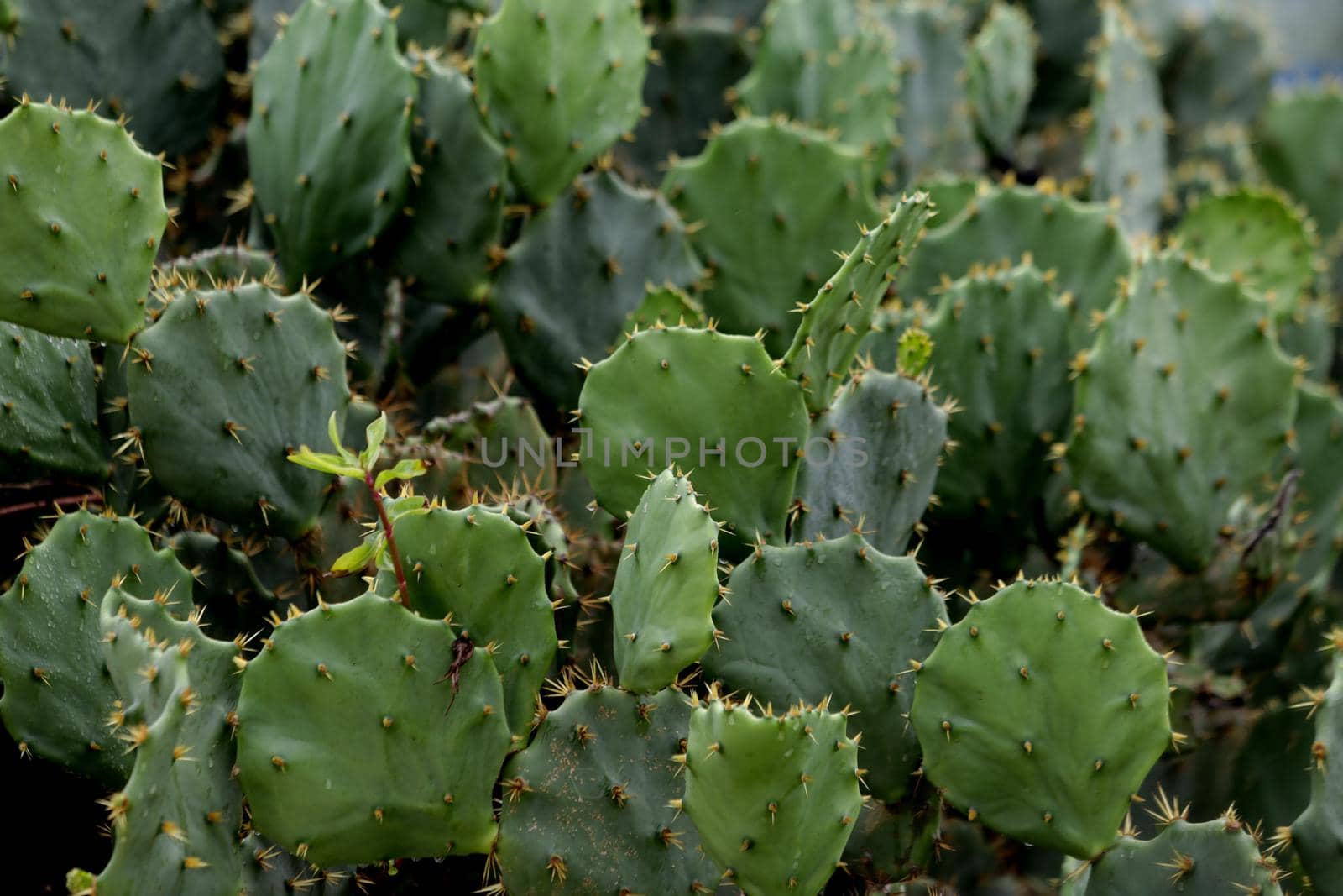 salvador, bahia / brazil - november 29, 2018: Cactus plantation used for decoration of the environment and also as animal feed on dry land.