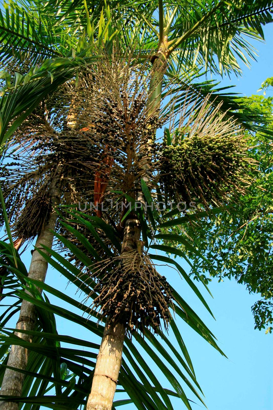 mucuri, bahia / brazil - october 29, 2008: Acai palm plantation in the municipality of Mucuri, in southern Bahia.





