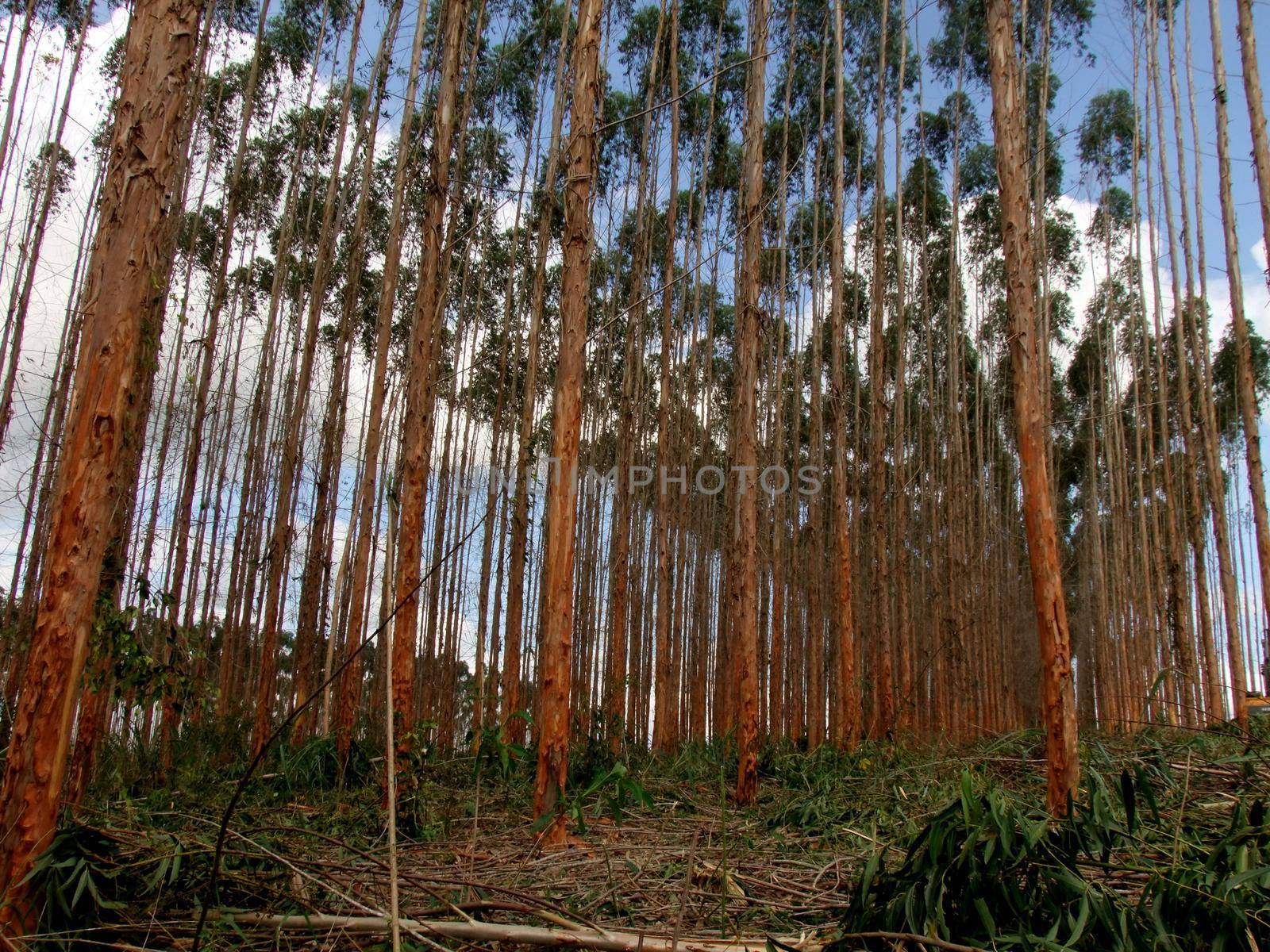 eucalyptus plantation in southern bahia by joasouza