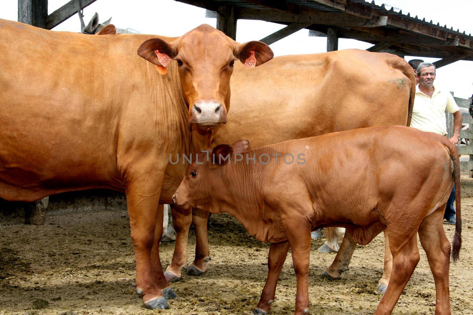 eunapolis, bahia / brazil - march 28, 2008: animal is seen on a cattle ranch in the municipality of Eunapolis, in southern Bahia.