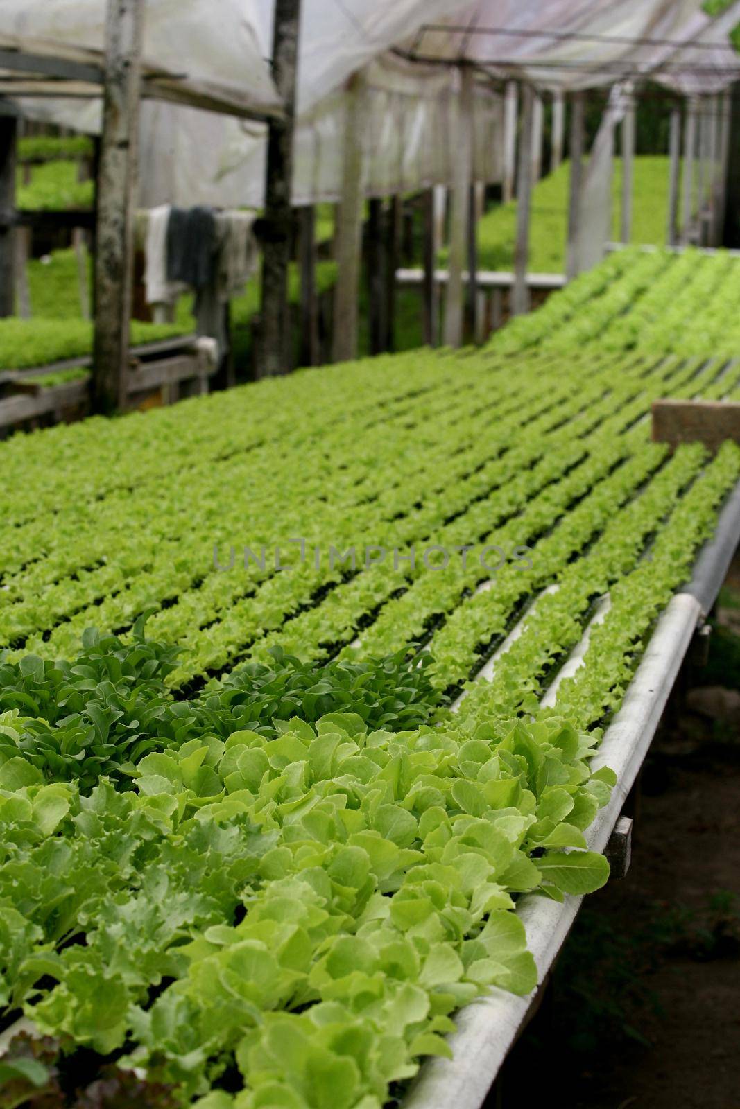 ilheus, bahia / brazil - january 30, 2012: Plantation of hydroponic lettuce in a garden of organic products in the municipality of Ilheus.