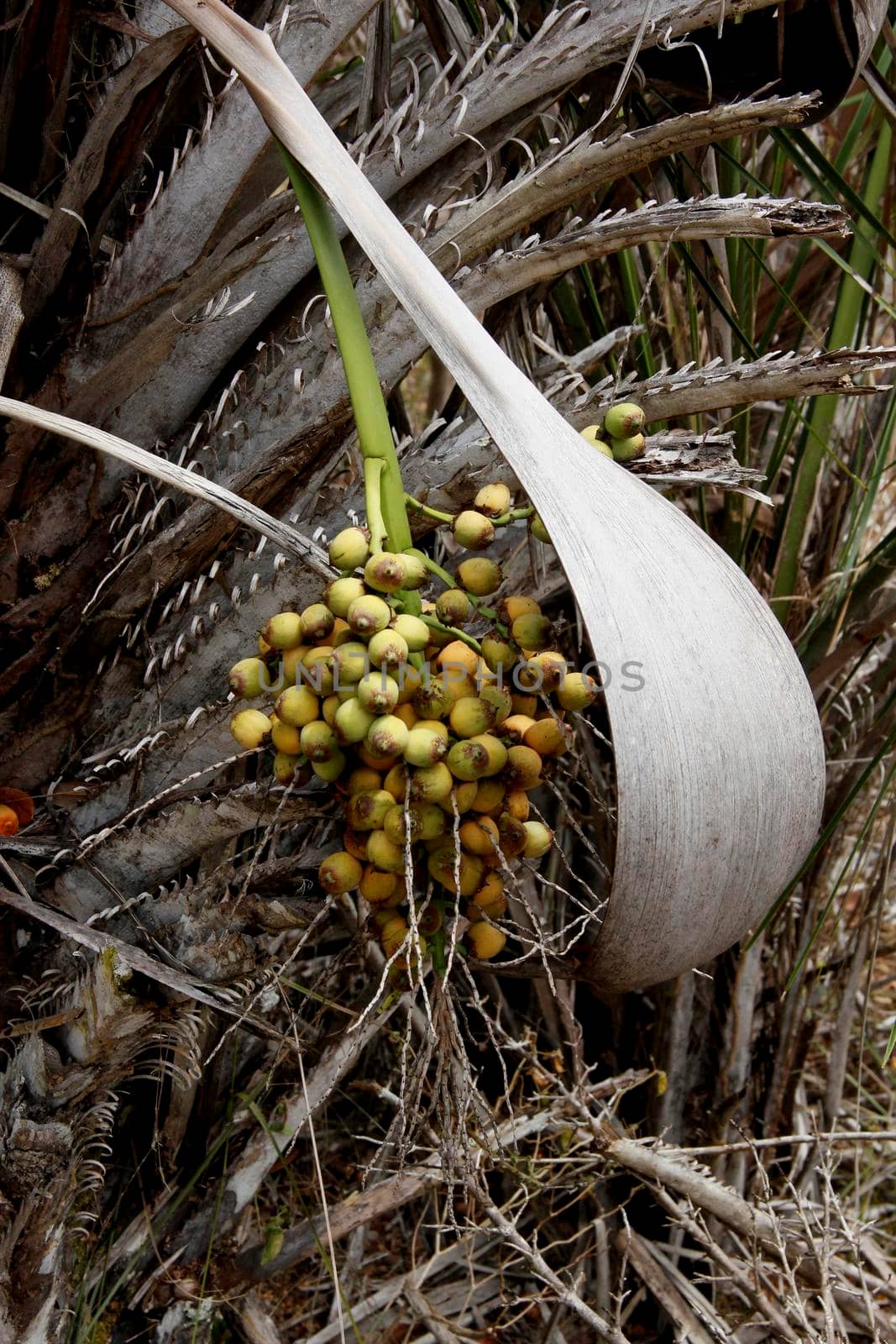 salvador, bahia / brazil - march 3, 2013: licuri cluster is seen in the city of Salvador.