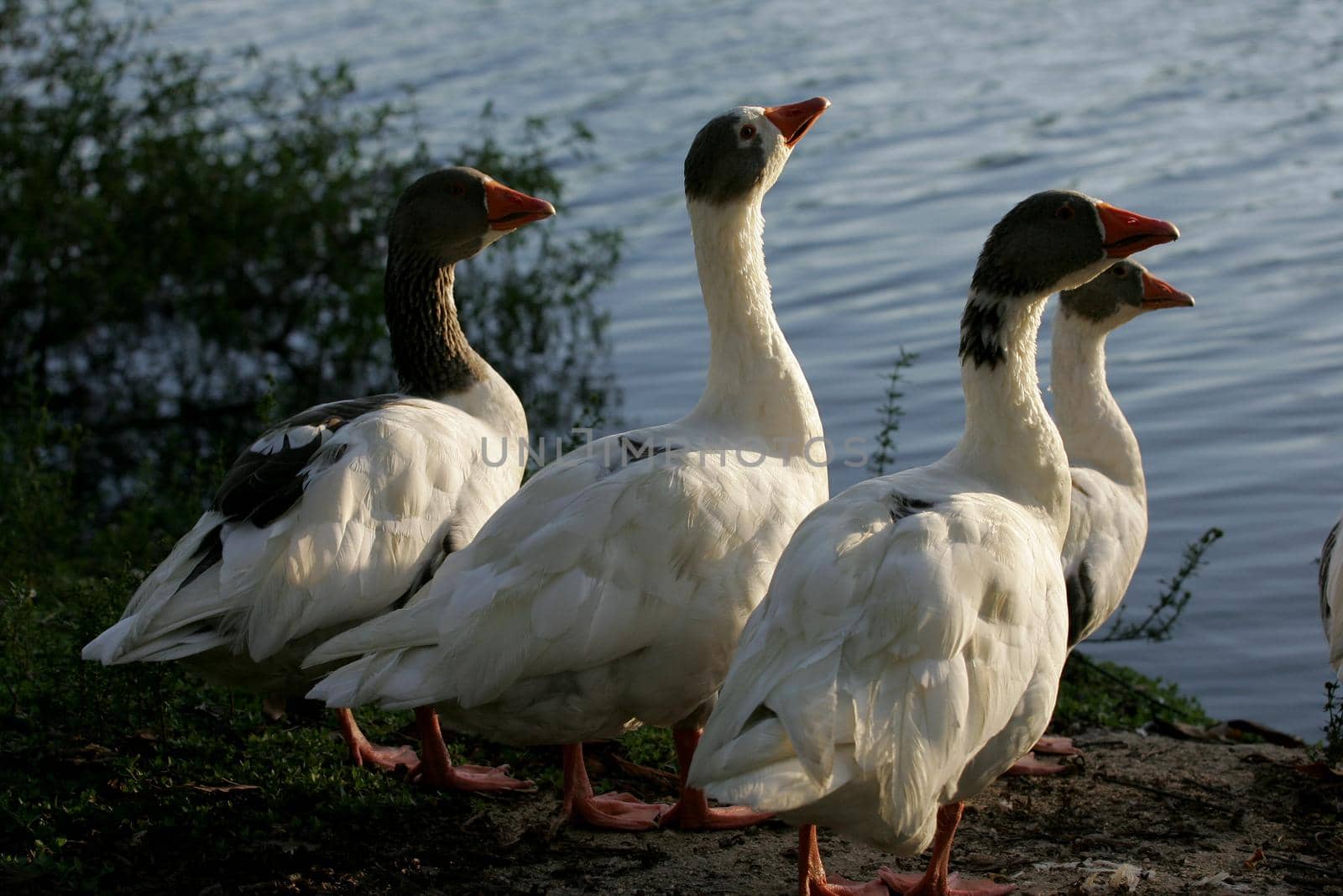 geese on lake in eunapolis by joasouza