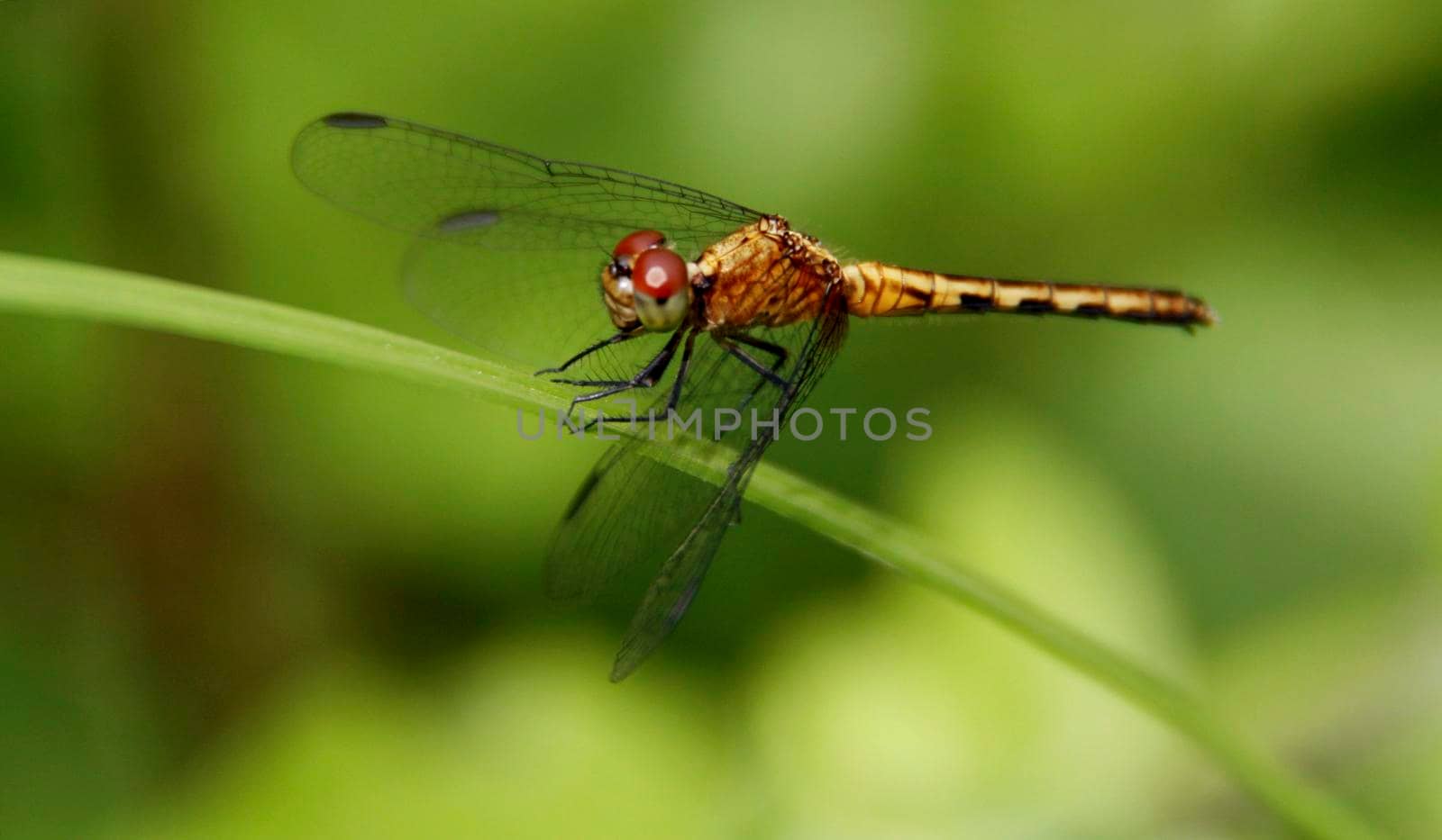 conde, bahia / brazil - july 26, 2014: Dragonfly is view garden inn in the city of Conde.