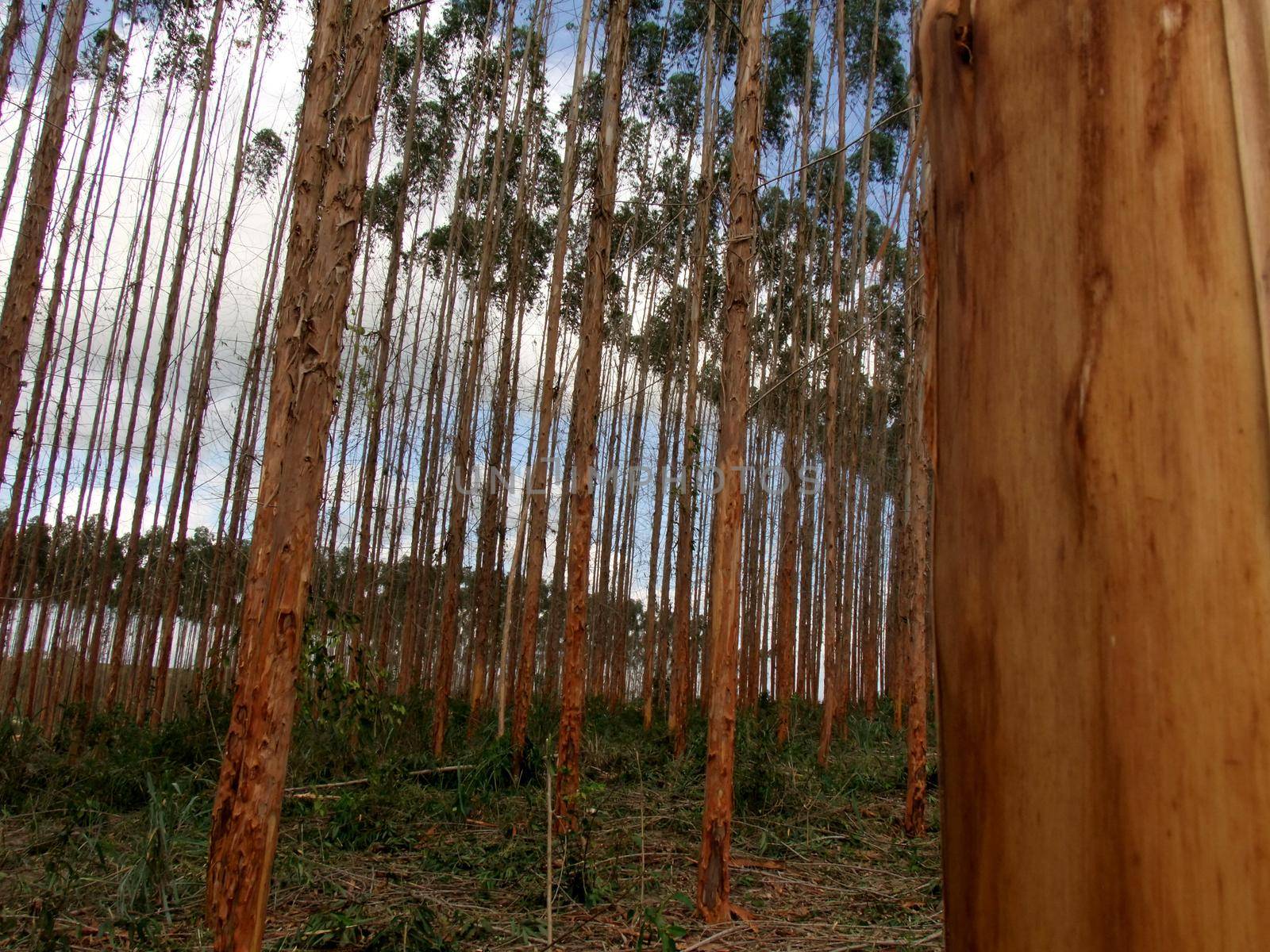 eunapolis, bahia / brazil - november 26, 2010: planting of eucalyptus trees for pulp production in a factory in the city of Eunapolis.