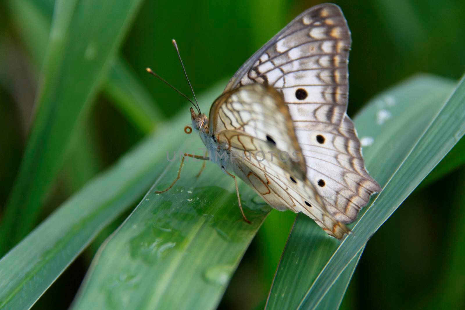 butterfly in garden in salvador by joasouza