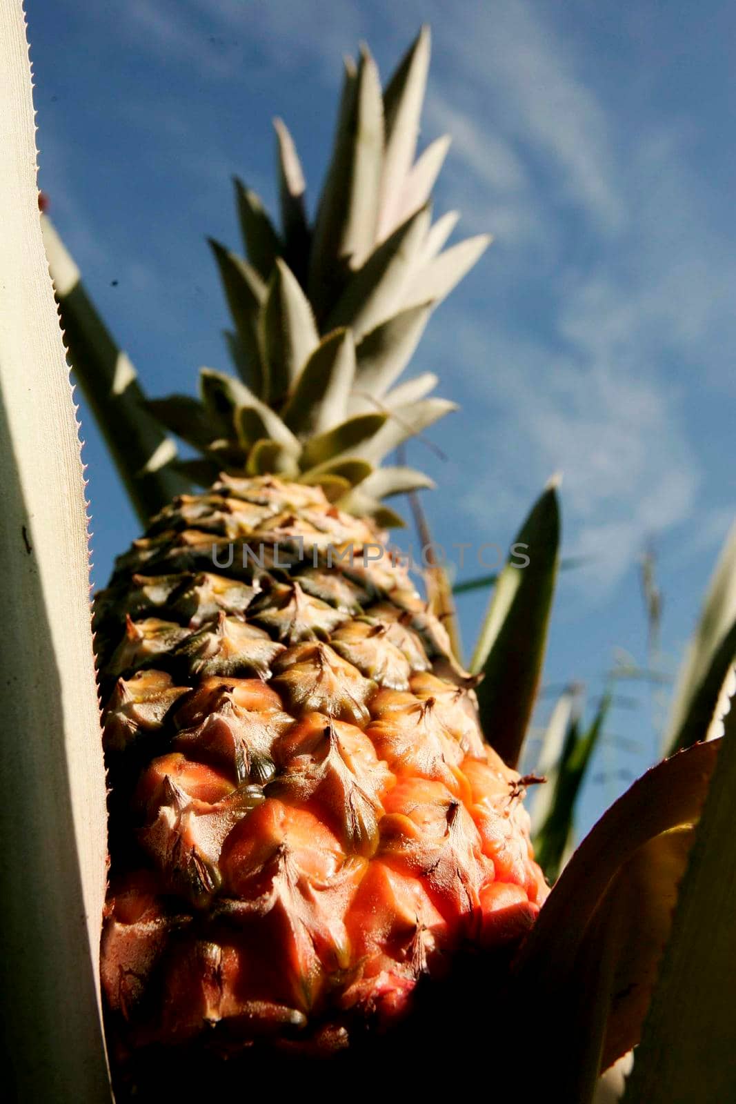 pineapple plantation in southern bahia by joasouza