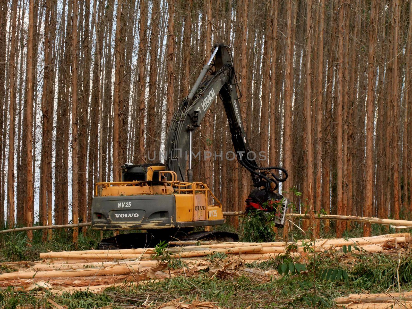 eunapolis, bahia / brazil - november 26, 2010: Harvester is seen cutting eucalyptus trees for pulp production in a factory in the city of Eunapolis.