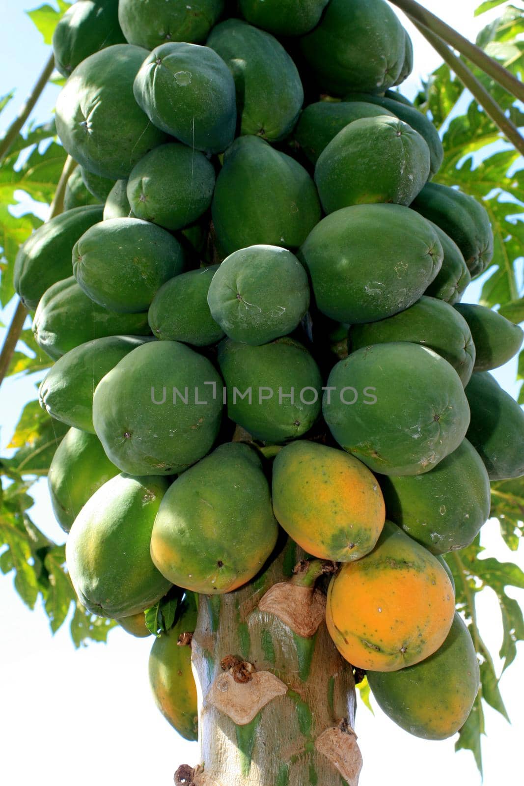 rope papaya plantation by joasouza