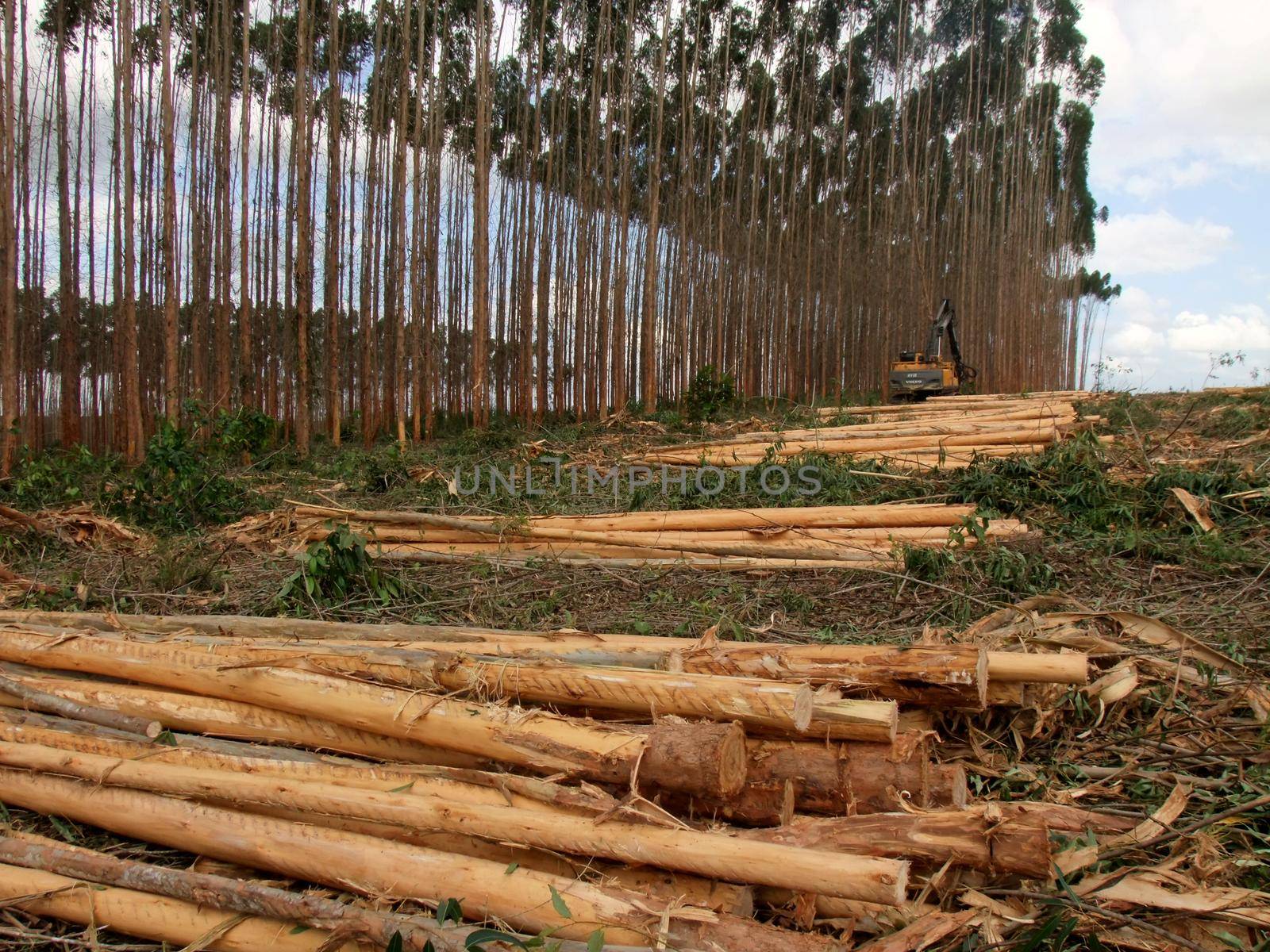 eunapolis, bahia / brazil - november 26, 2010: Harvester is seen cutting eucalyptus trees for pulp production in a factory in the city of Eunapolis.