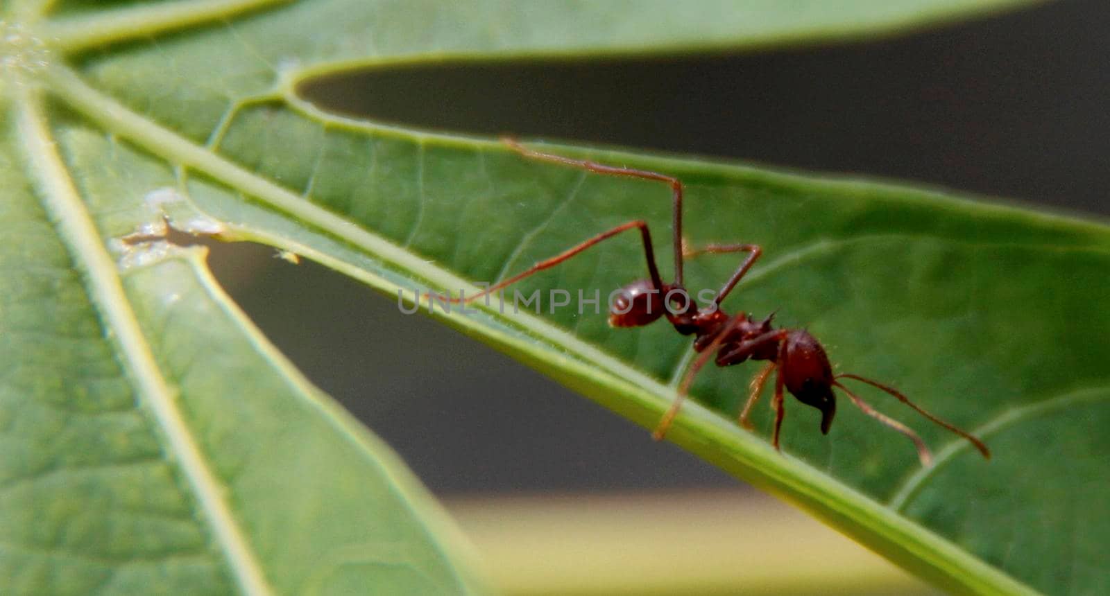 conde, bahia / brazil - july 26, 2014: ant cutter is seen in garden in the city of Conde.