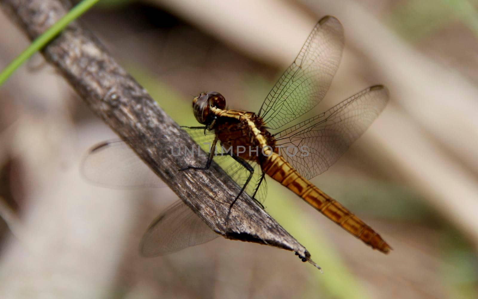 conde, bahia / brazil - july 26, 2014: Dragonfly is view garden inn in the city of Conde.
