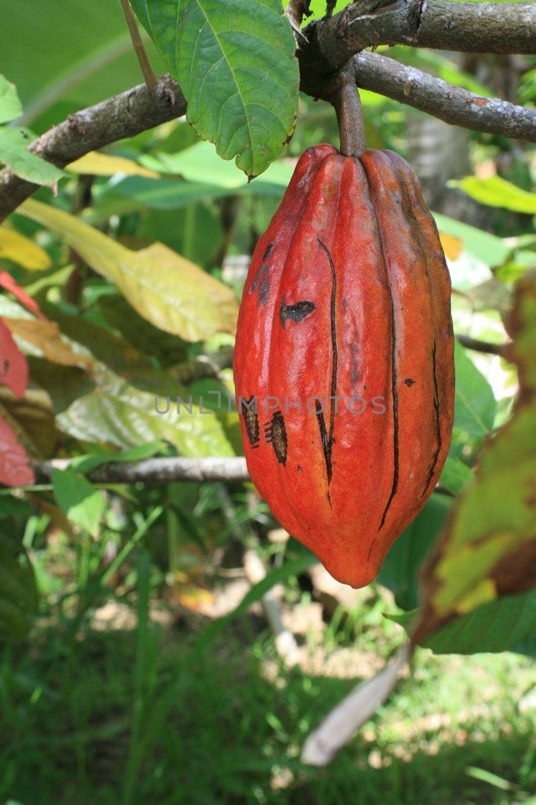 cocoa harvest in bahia by joasouza