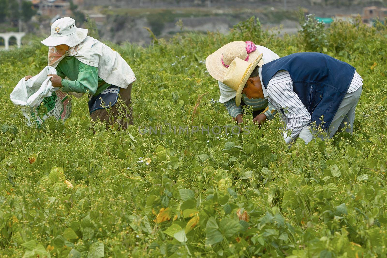 AREQUIPA, PERU - APRIL 6, 2012: Three People Working on a Field in Arequipa Peru  by wondry