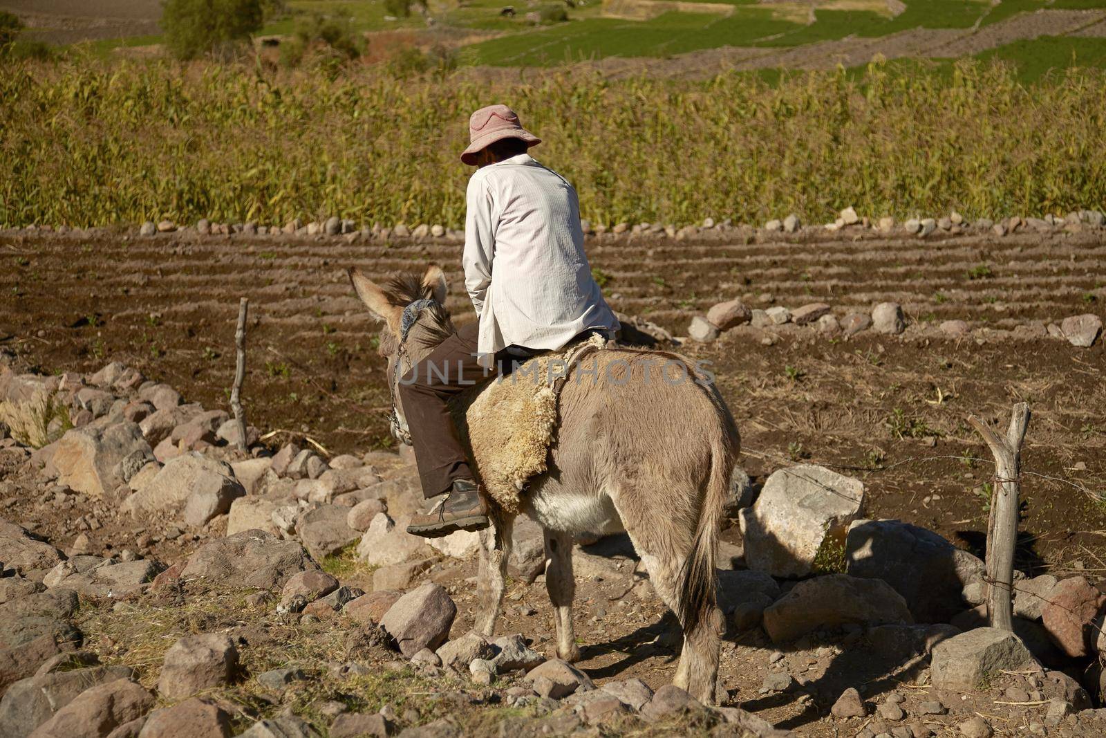 AREQUIPA, PERU - JUNE 17, 2012: Local man riding a donkey while working on a field in Arequipa Peru