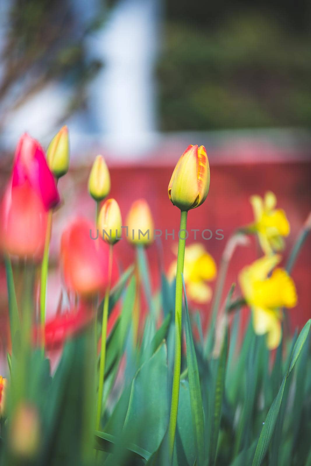 Beautiful spring time flower scenery with colorful blossoms and tulips
