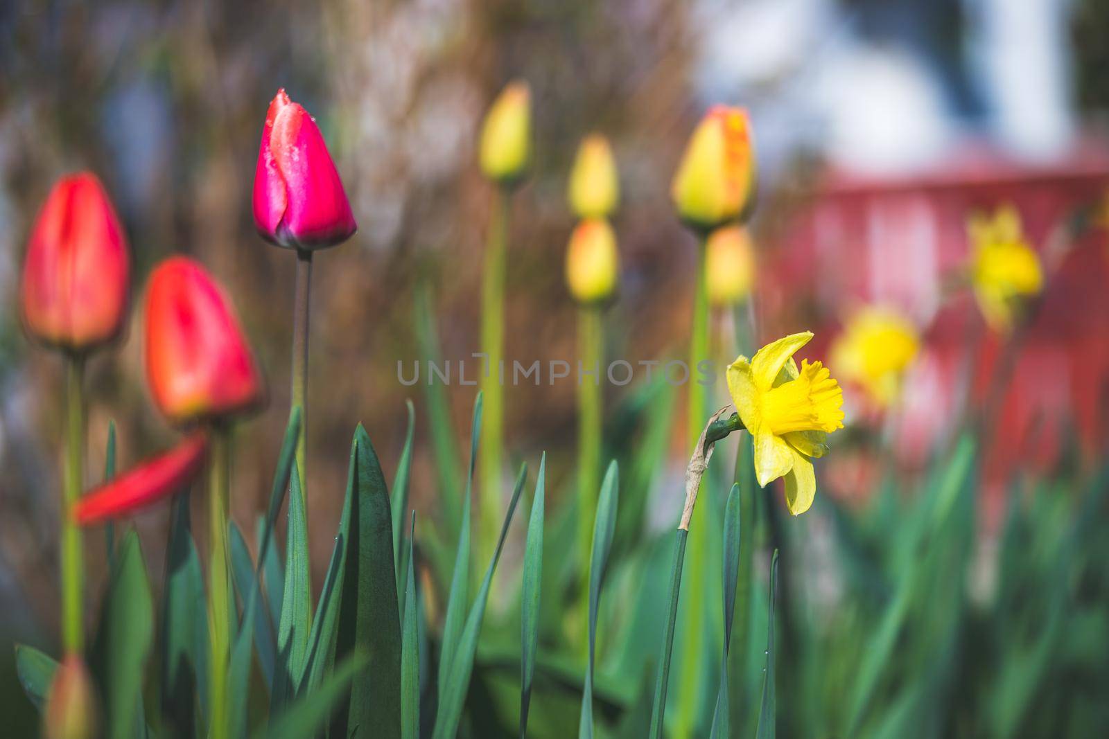 Beautiful spring time flower scenery with colorful blossoms and tulips