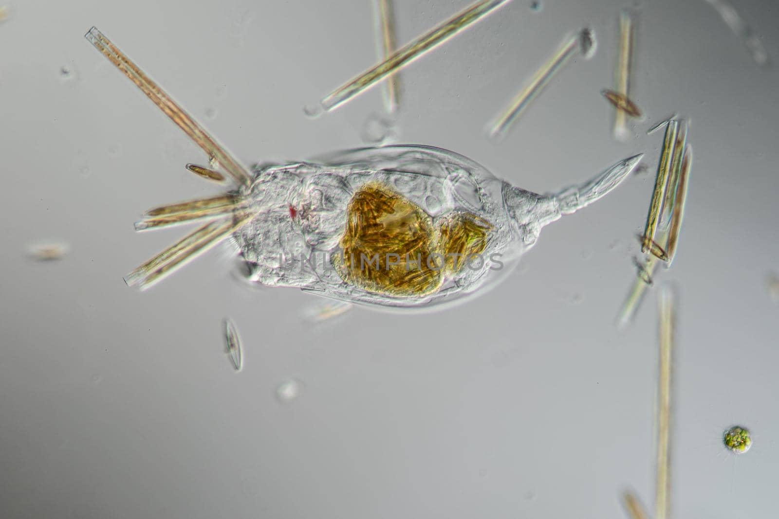 Rotifer foraging in the stream 200x