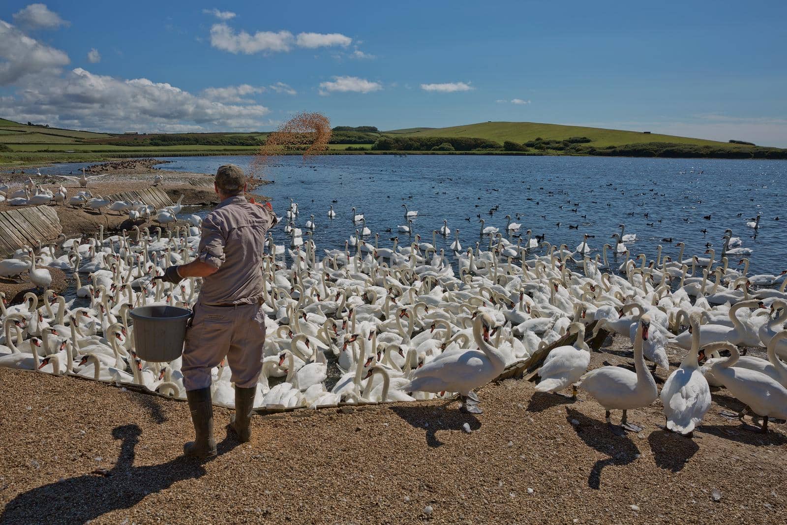 Feeding time at the Abbotsbury Swannery in Dorset UK by wondry