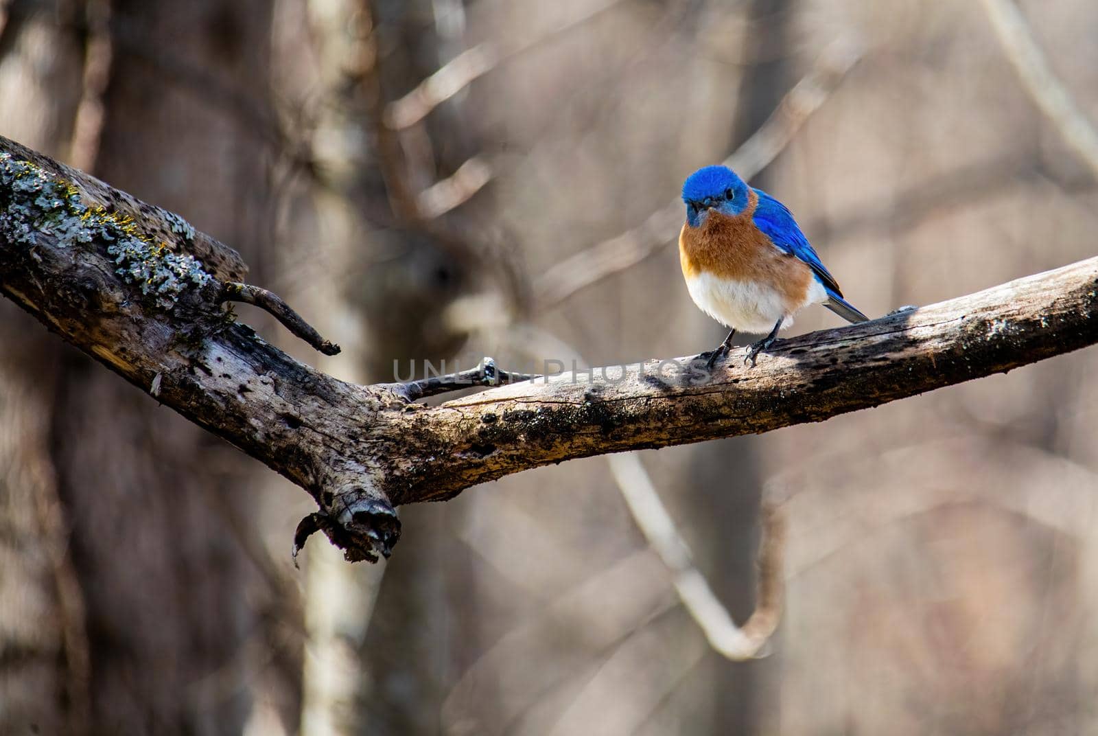 Eastern bluebird with vivid blue feathers perches on an old apple tree limb.