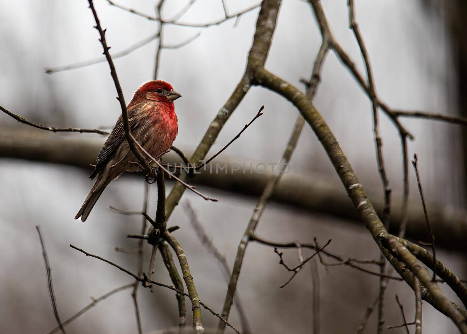 A mature male house finch with bright red feathers perches on a small tree limb.