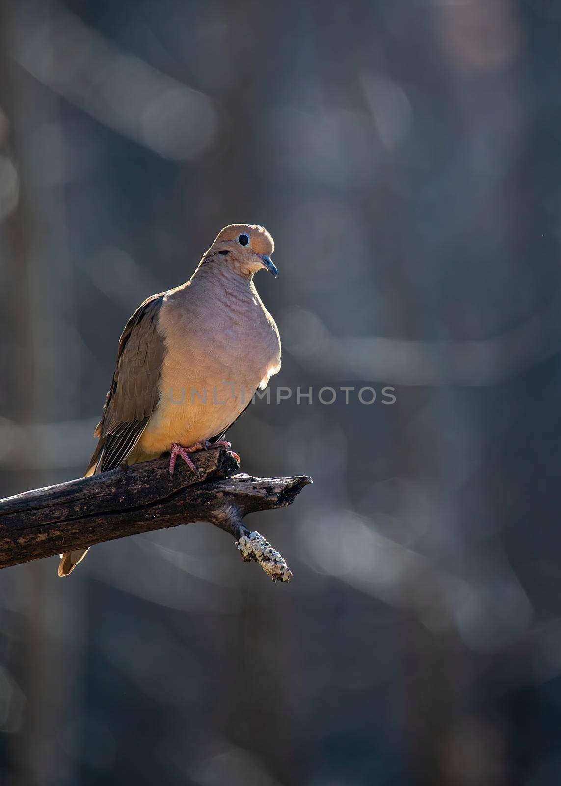 Perching Mourning Dove Outlined by Afternoon Sun by CharlieFloyd