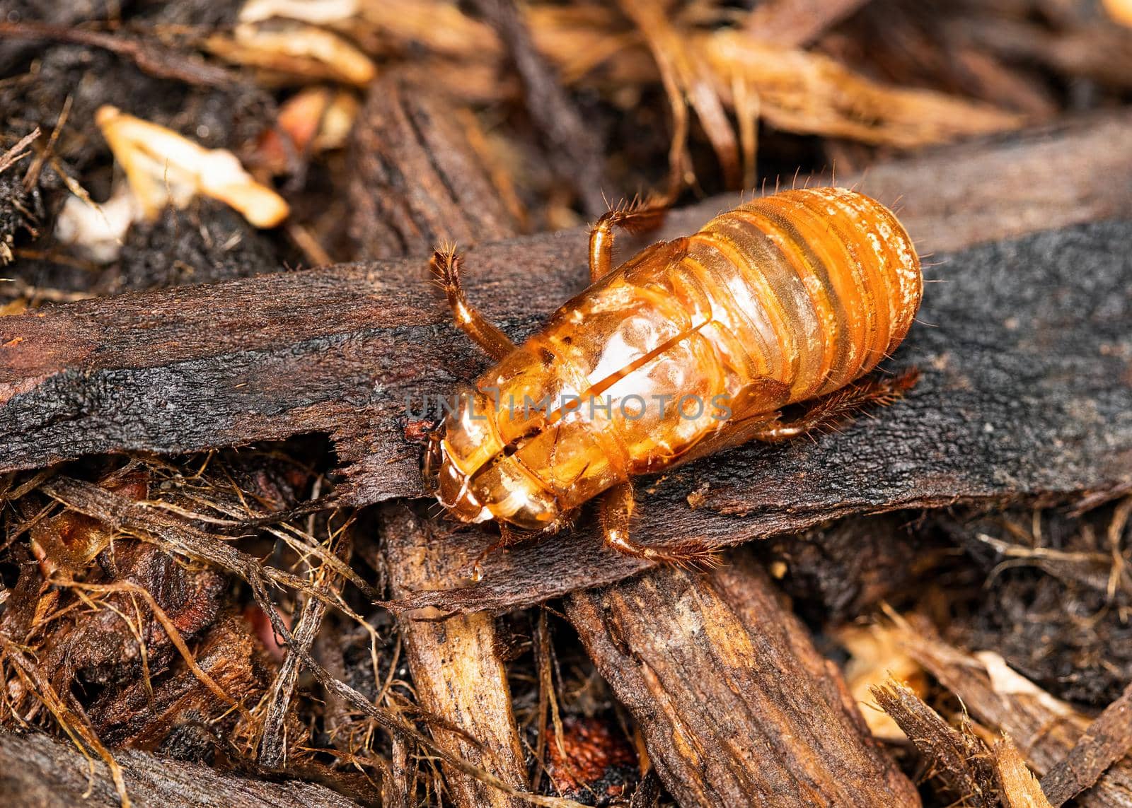 A Brood X cicada has left its exoskeleton after emerging from underground.