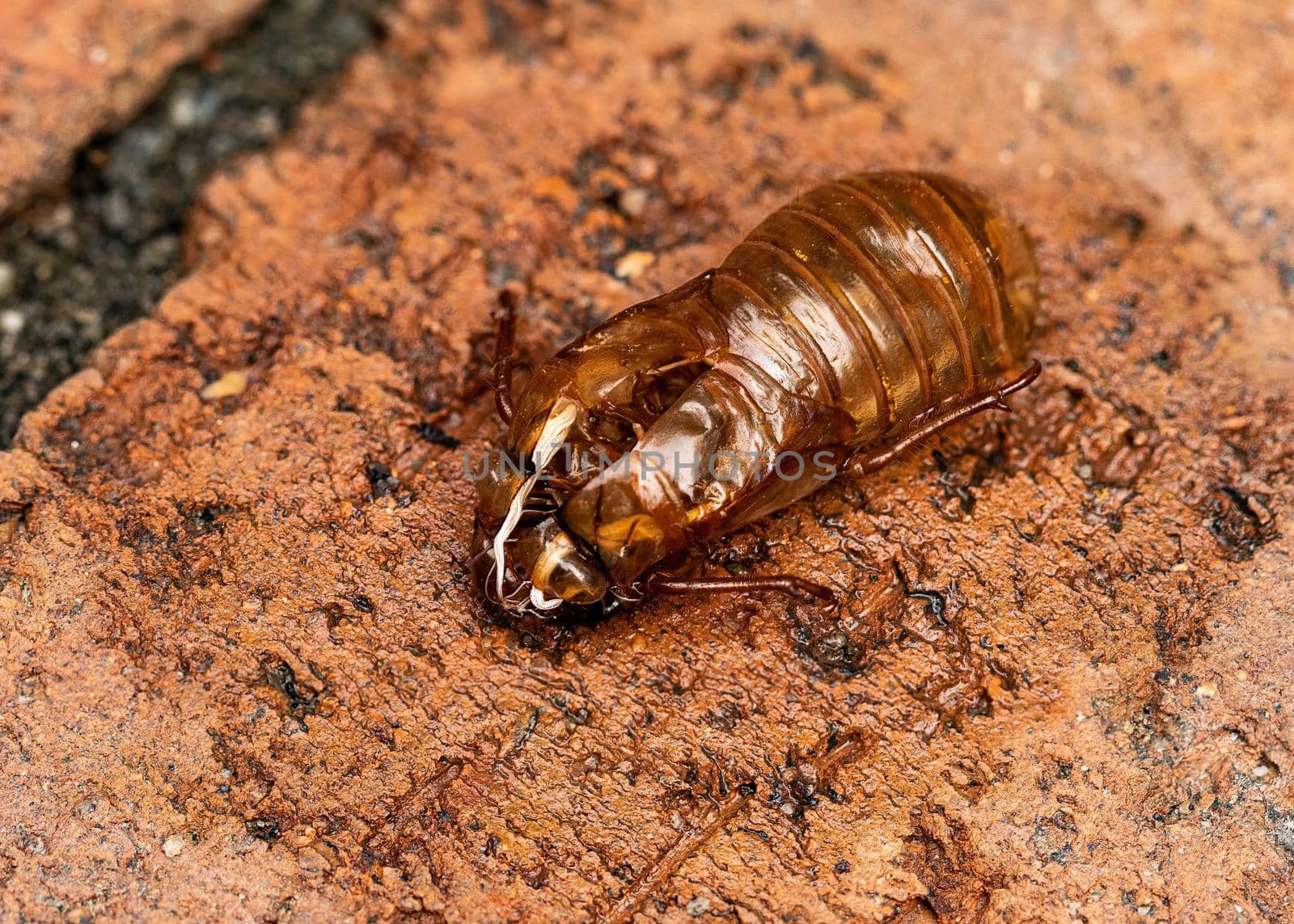 Empty exoskeleton left behind by emerging Brood X cicada.