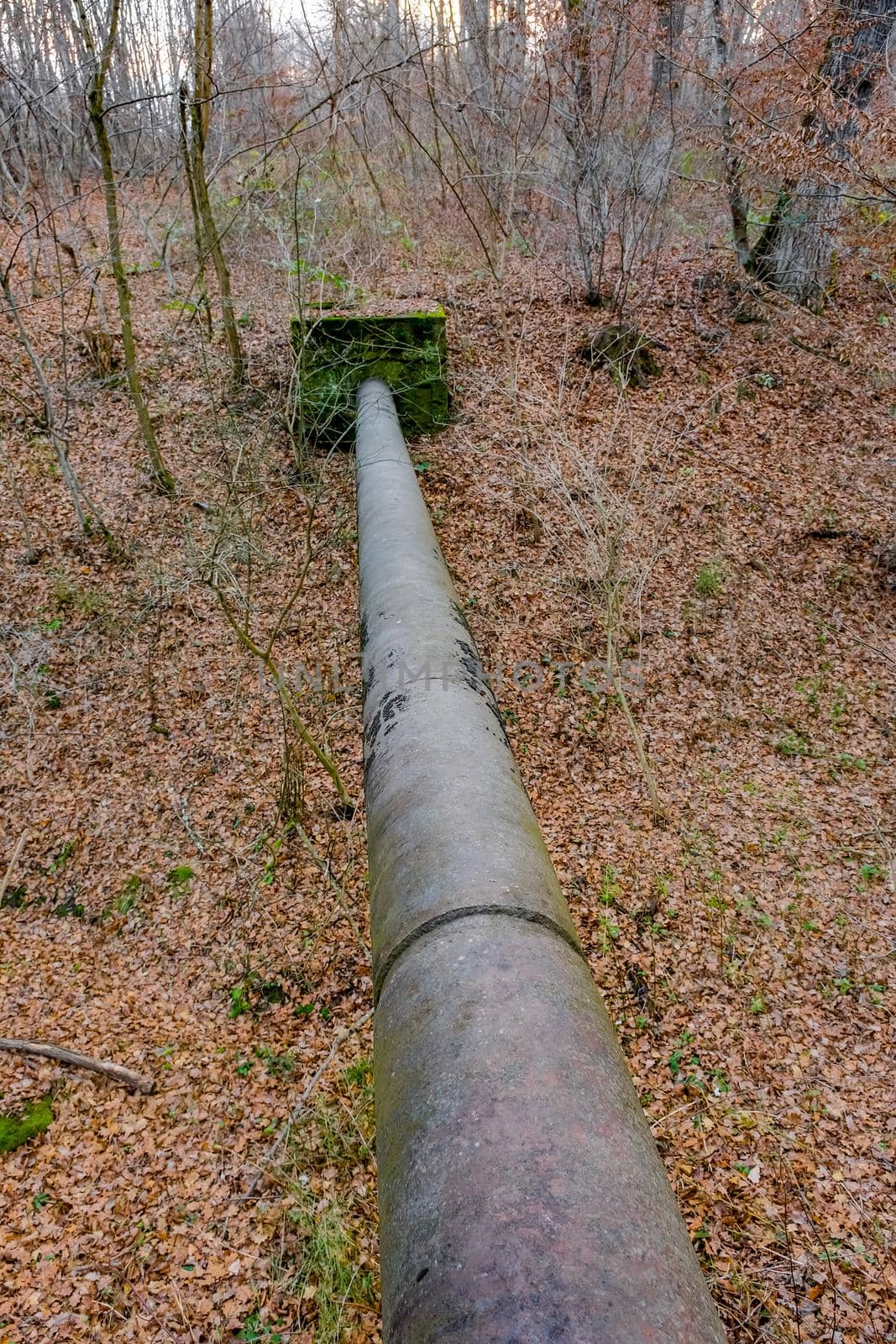 an old iron pipe in the woods