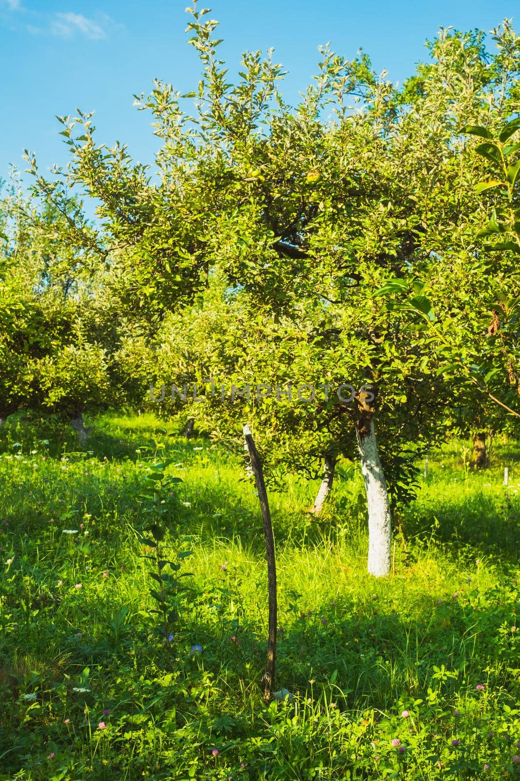 apple orchard in the backyard