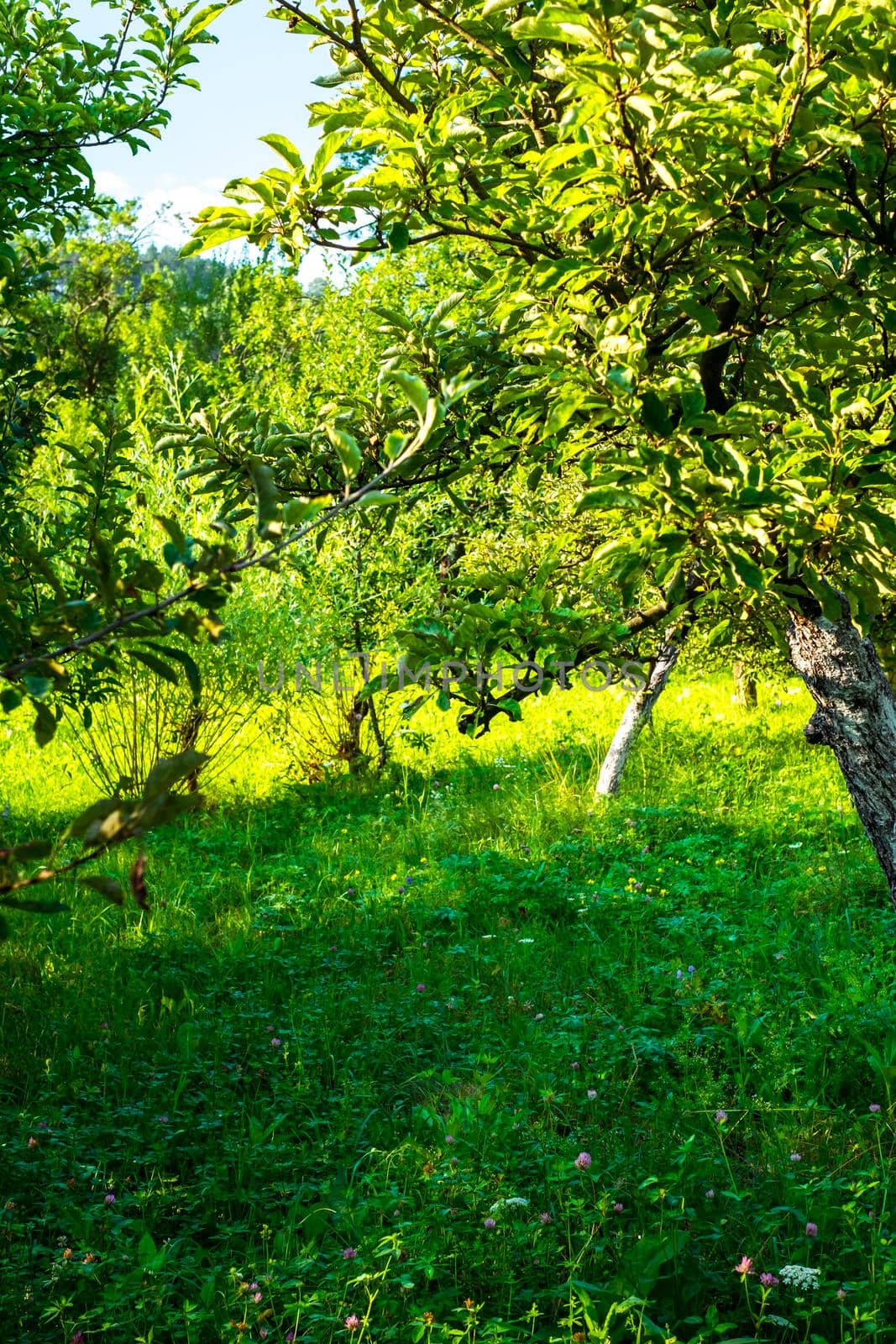 apple orchard in the backyard