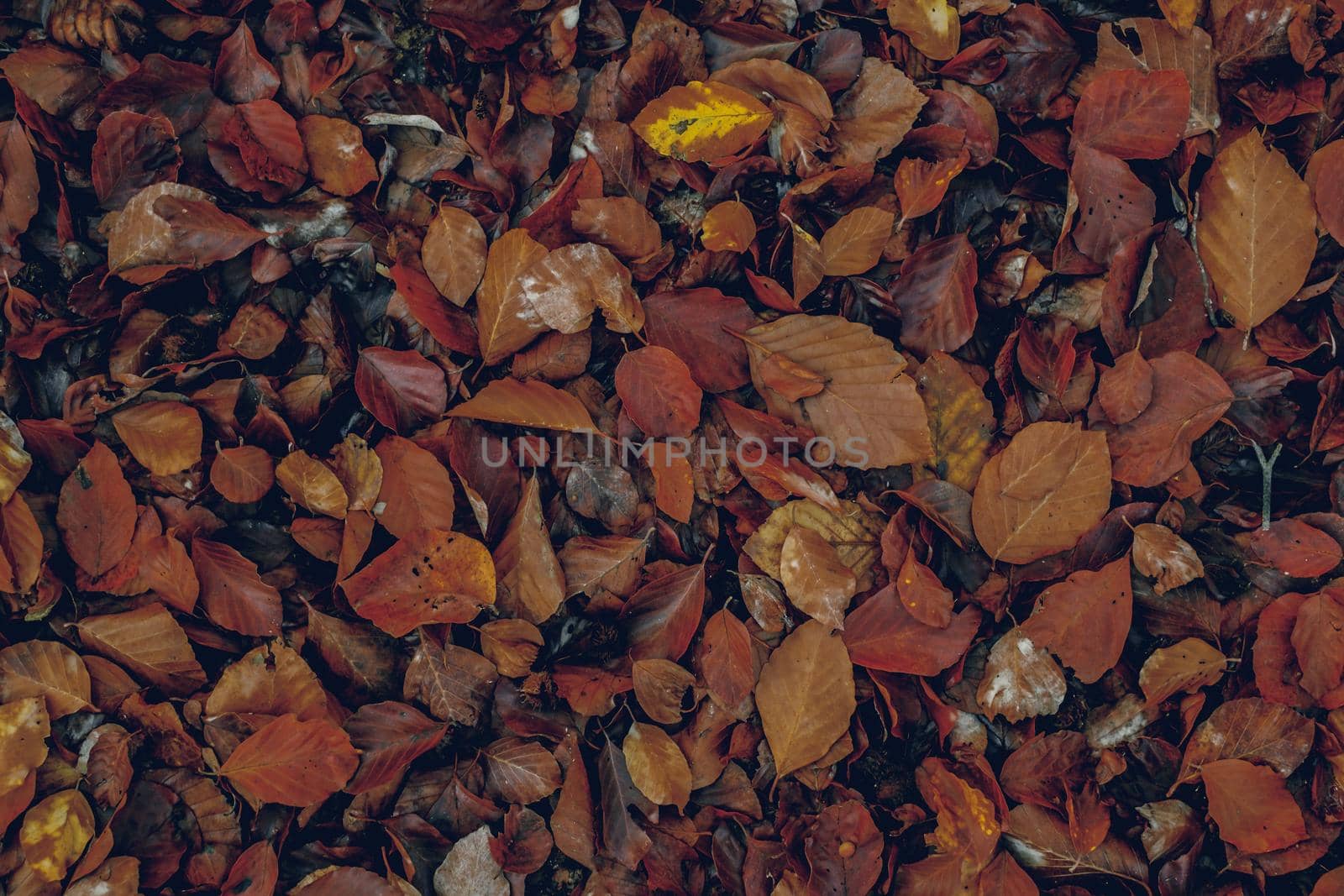 autumn leaves in the forest