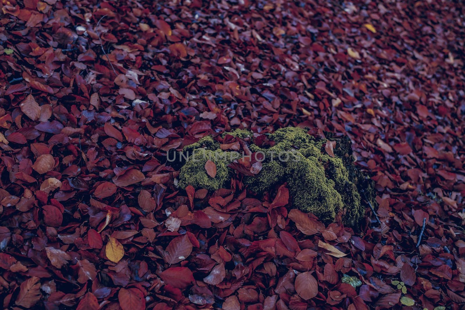 autumn leaves in the forest