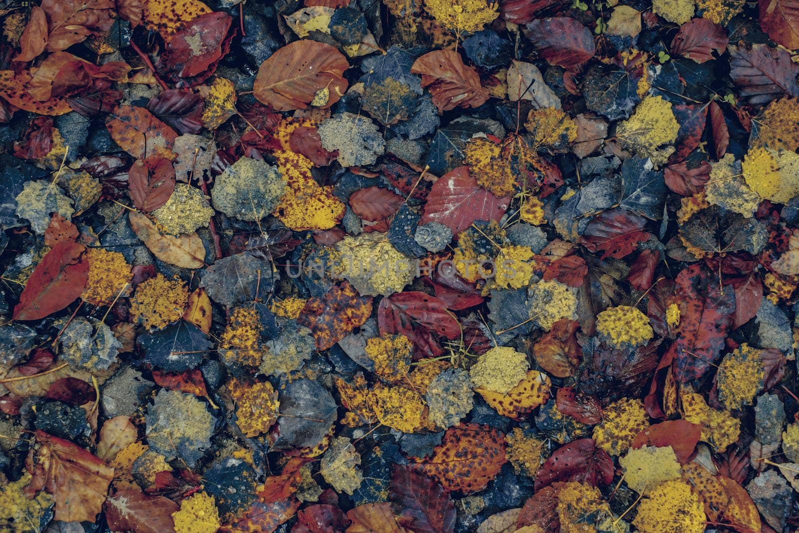 autumn leaves in the forest