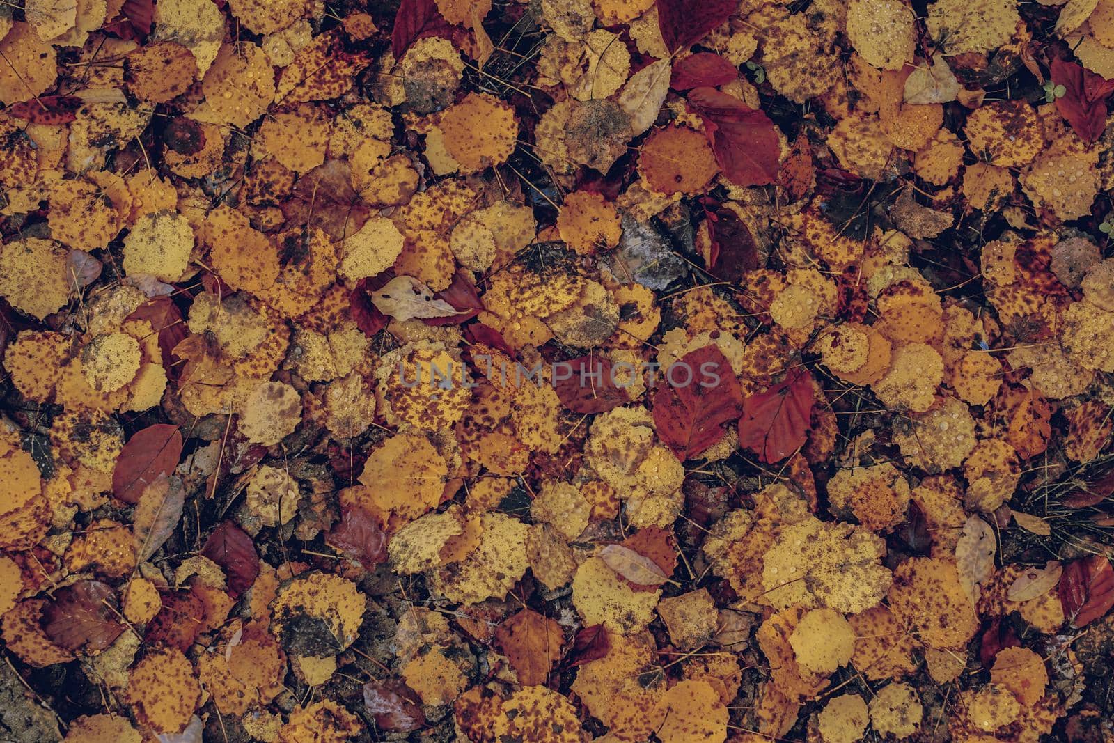 autumn leaves in the forest