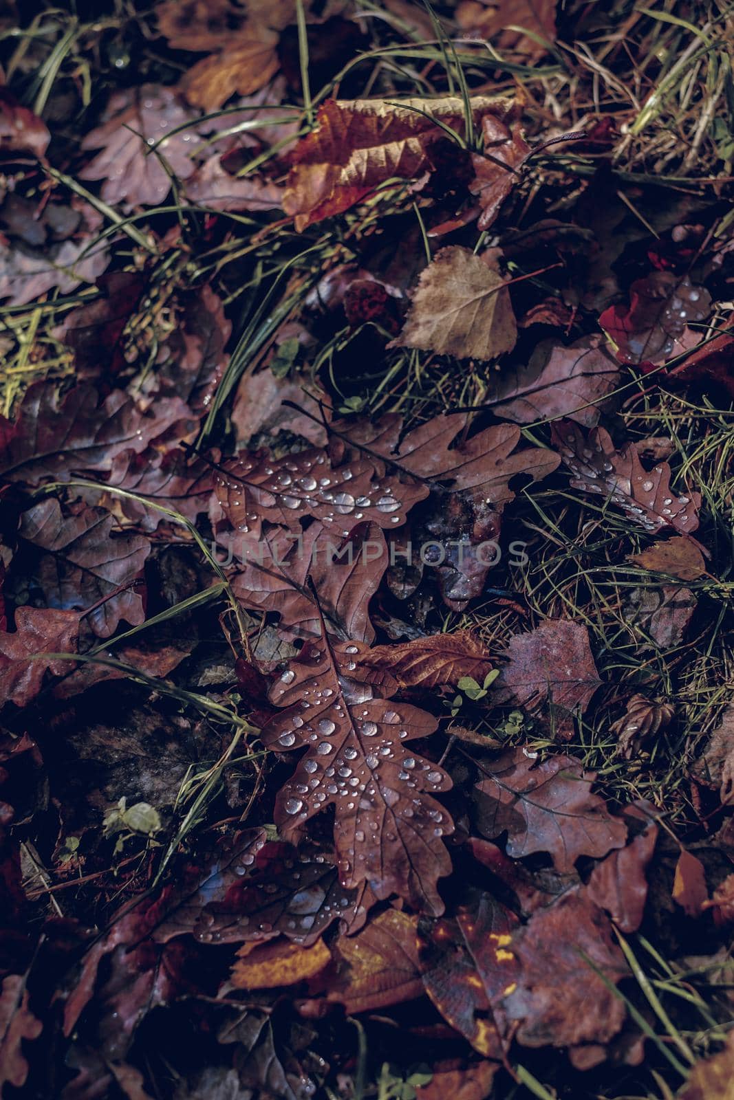 autumn leaves in the forest